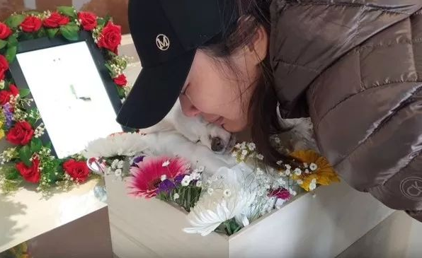 狗狗离世时,请一定不要做这件事!