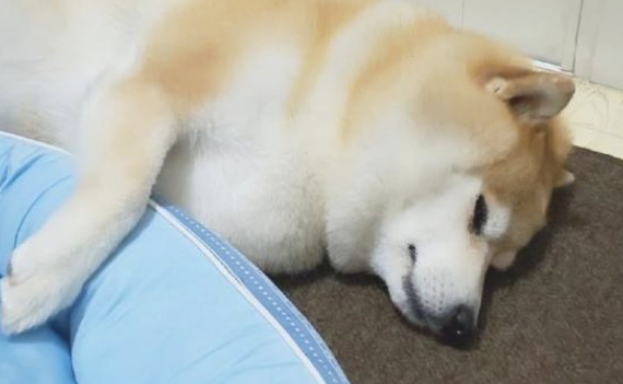 主人给柴犬买来新狗窝,它却分毫不高兴,狗:我还是喜爱睡木地板!