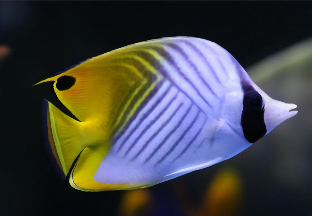 人字蝶身份信息