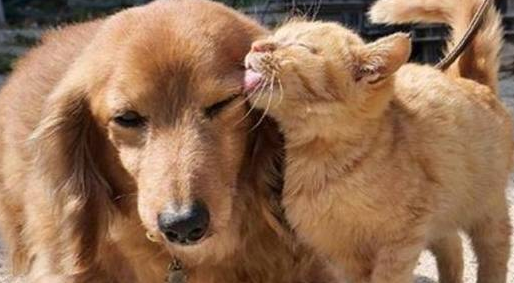 铲屎官遛狗途中偶遇热情大橘,全程粘着狗子,恍若一只“舔狗”猫