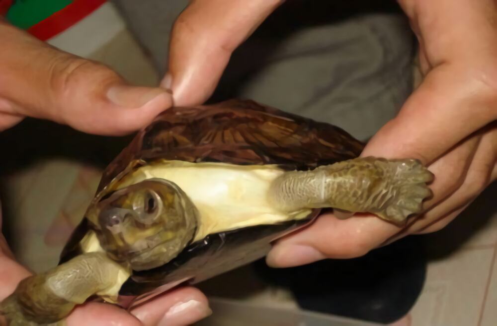 齿缘摄龟身份信息