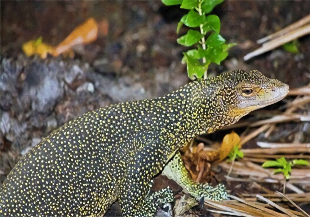 红树巨蜥身份信息