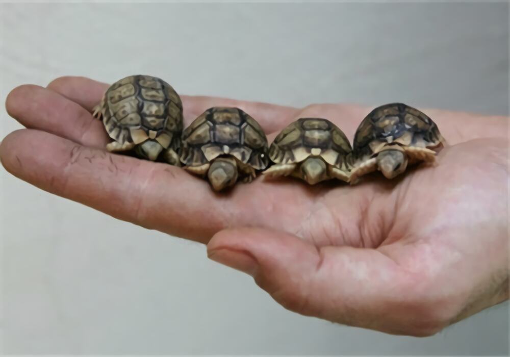 埃及陆龟身份信息