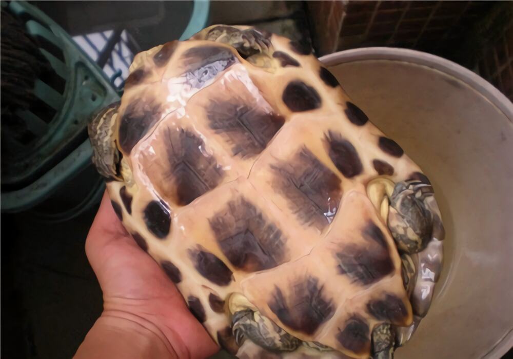 缺颌花龟身份信息