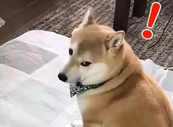 这柴犬从后看如同一头胖橘猫，回眸一笑却倾城倾国！