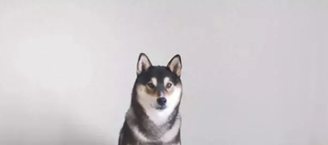 柴犬靠“卖画”为生,为主人赚了3万多,连狗都比我有才华