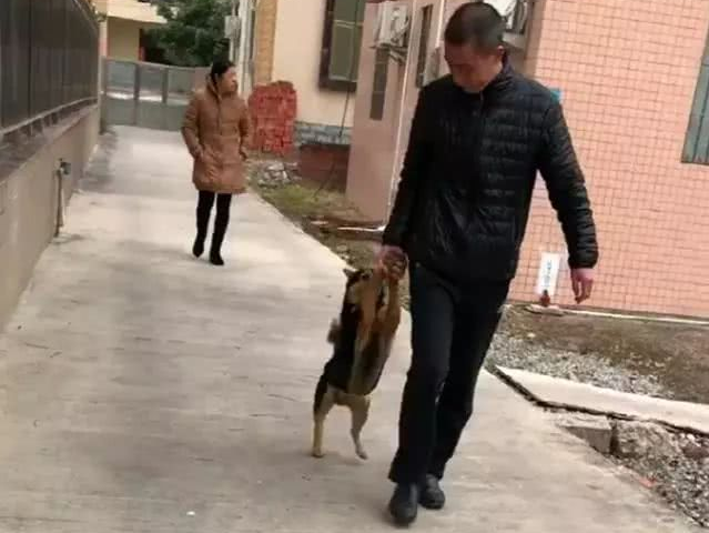 田园犬跑出大门释放自己,被主人家拉着前腿捉回家了,我就很怕了