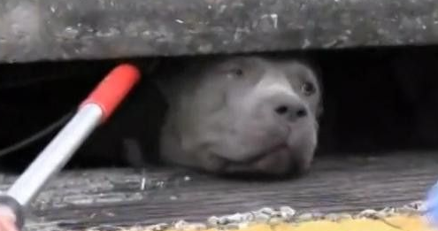 斗牛犬被卡在下水道 被救出的一瞬间世界都亮了