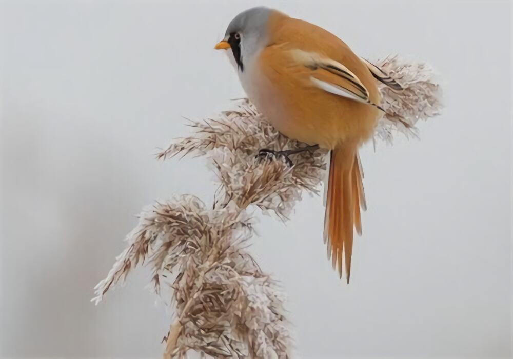 文须雀身份信息