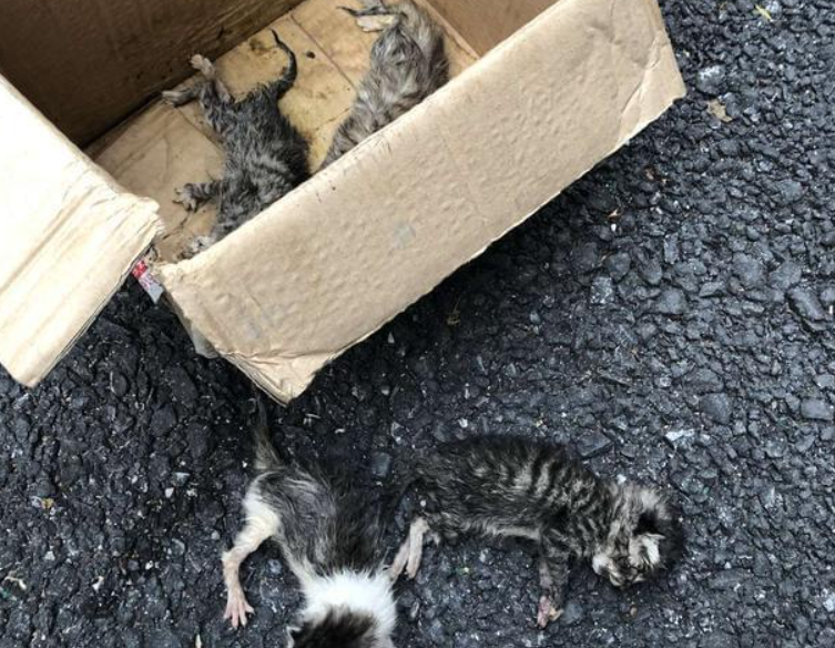 狗狗连续2天捡回小奶猫,主人无奈了:再捡你就自己养