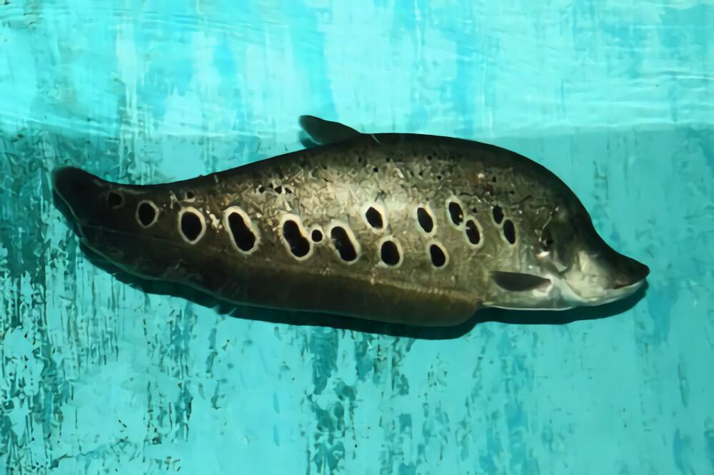 七星刀鱼身份信息