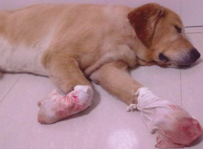 小宝宝一不小心弄翻玻璃茶杯，却害了家中狗狗