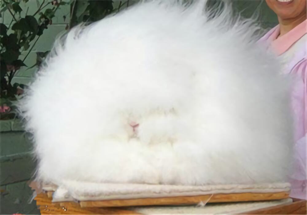 安哥拉兔身份信息