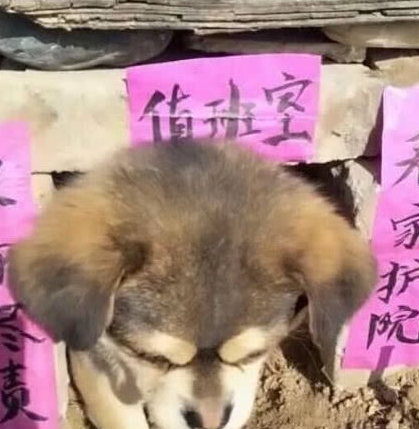送奶奶一只狗狗,见到狗狗的窝后,笑到胃抽筋:大佬,求带!