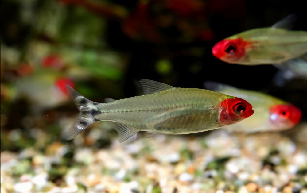 红鼻剪刀身份信息