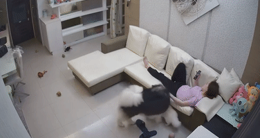 女主让阿拉带娃,狗子却把宝宝当坐垫,细节让妈妈放下了心
