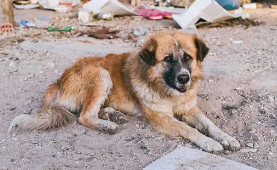 爱心无限！男子提供600平闲置地收养流浪狗，用行动守护生命
