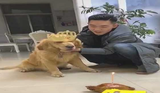 网友给金毛生日日,强制让它熄灭焟烛,狗狗:本届的主人真的很难带啊