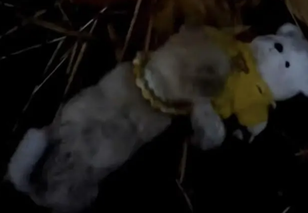 流浪小狗乞求收养者一起带走玩具熊,不想让小熊自己挨饿受冻