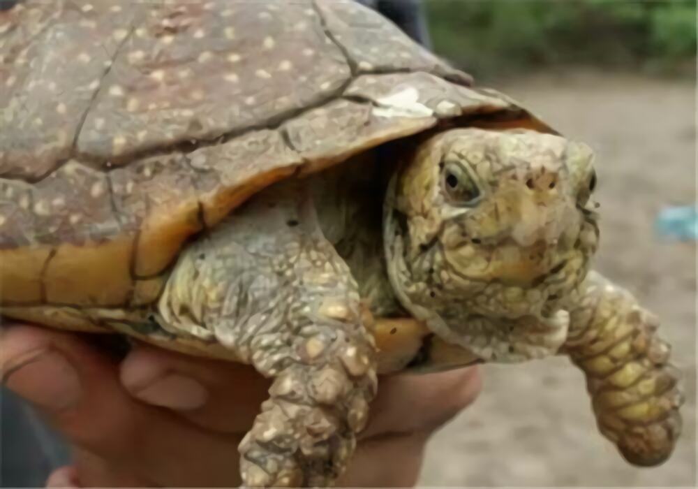 斑点箱龟身份信息