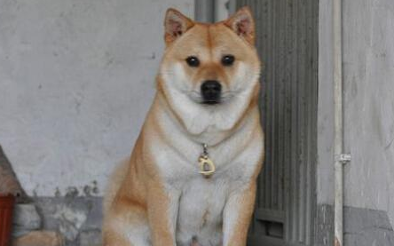 李女士花8000块买了一只柴犬,养了三年之后才发现是田园犬