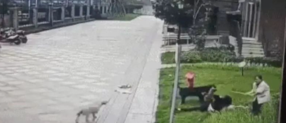 烈犬咬伤人后,宠物粮快递被投毒,流浪动物何去何从?
