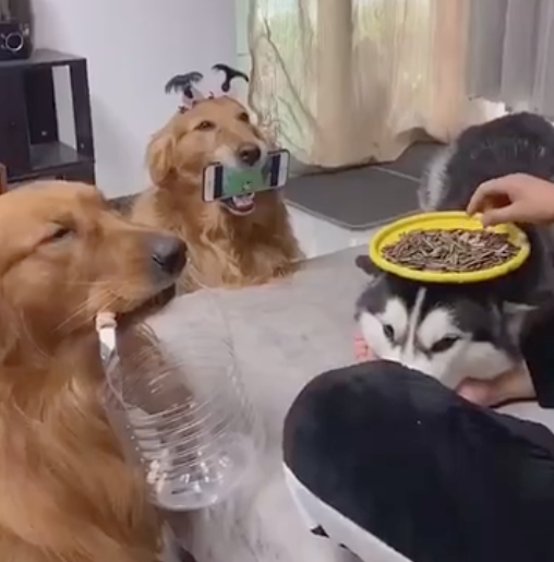 雪橇犬被作为餐桌,金毛当手机架和垃圾箱,养宠物千日用狗一时!
