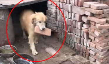 金毛回农村家乡,被当做小土狗养了数月,狗狗日渐削瘦很是憋屈
