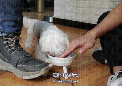 可爱小狗目露凶光：马尔济斯犬疯狂护食，连续咬人几十下后被制服