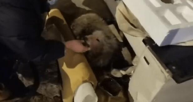 满是褴褛的流浪狗，却不愿离开它的“家”，狼狈模样谁又知它是萨摩耶