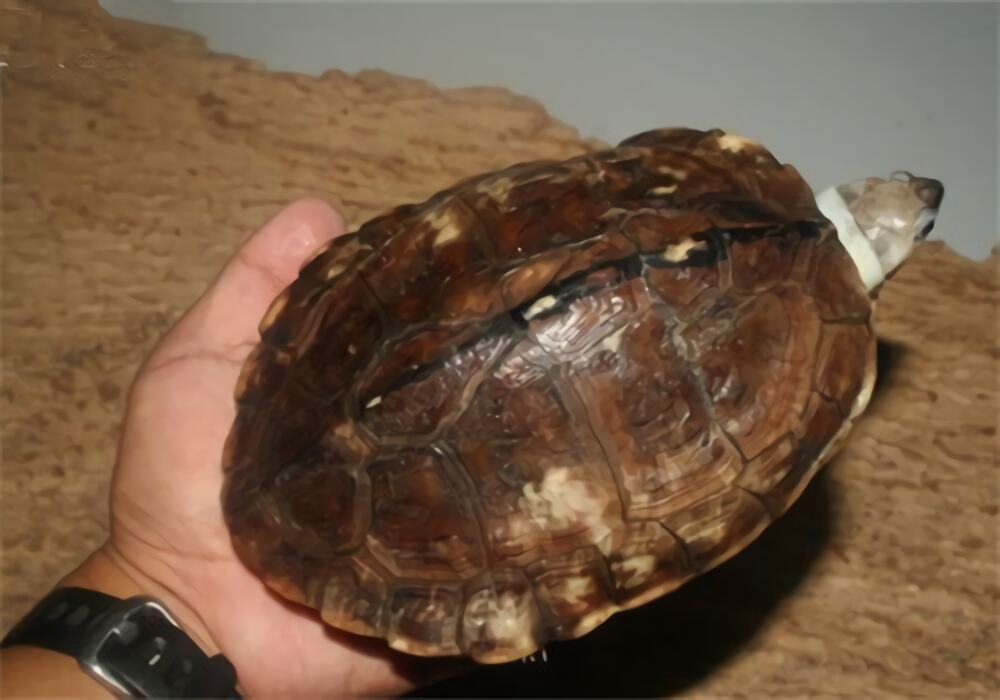 史密斯棱背龟身份信息