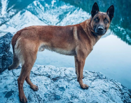 穿警服的大魔头:马犬,从小喽啰到C位的逆袭