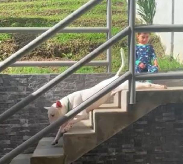小狗每一次下楼的情况下,都横躺着滑下去,主人家:它便是太懒了!
