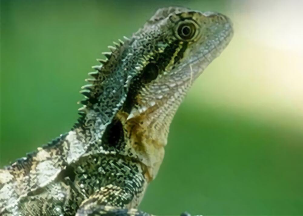 澳洲水龙身份信息