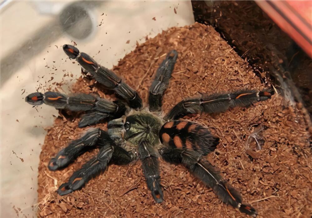 委内瑞拉太阳虎身份信息