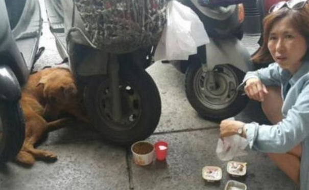 狗狗每日守去医院大门口,大家了解实情后被打动了!