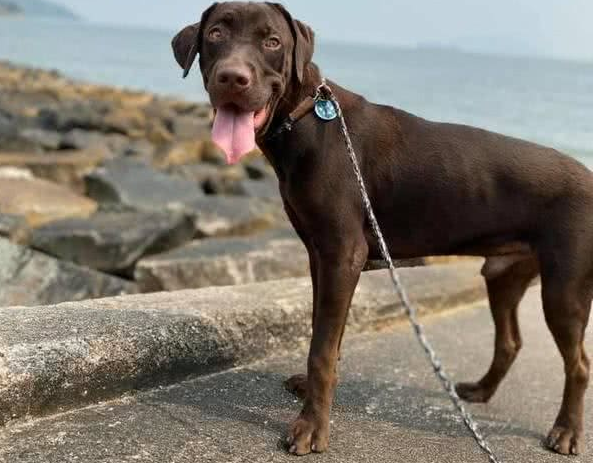 拉布拉多犬咬家具被丢弃,到新家后又咬充电线,结果再次被弃养