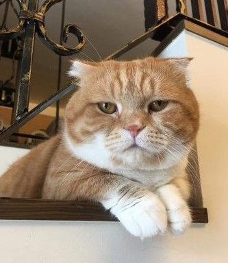 这段期间你到底发生什么事 萌猫长大变讨债老大