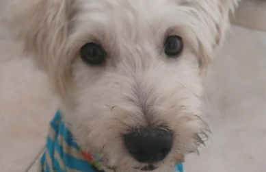 跑丢的流浪狗，女生無心喂一次吃的后，小狗一连三天上门来