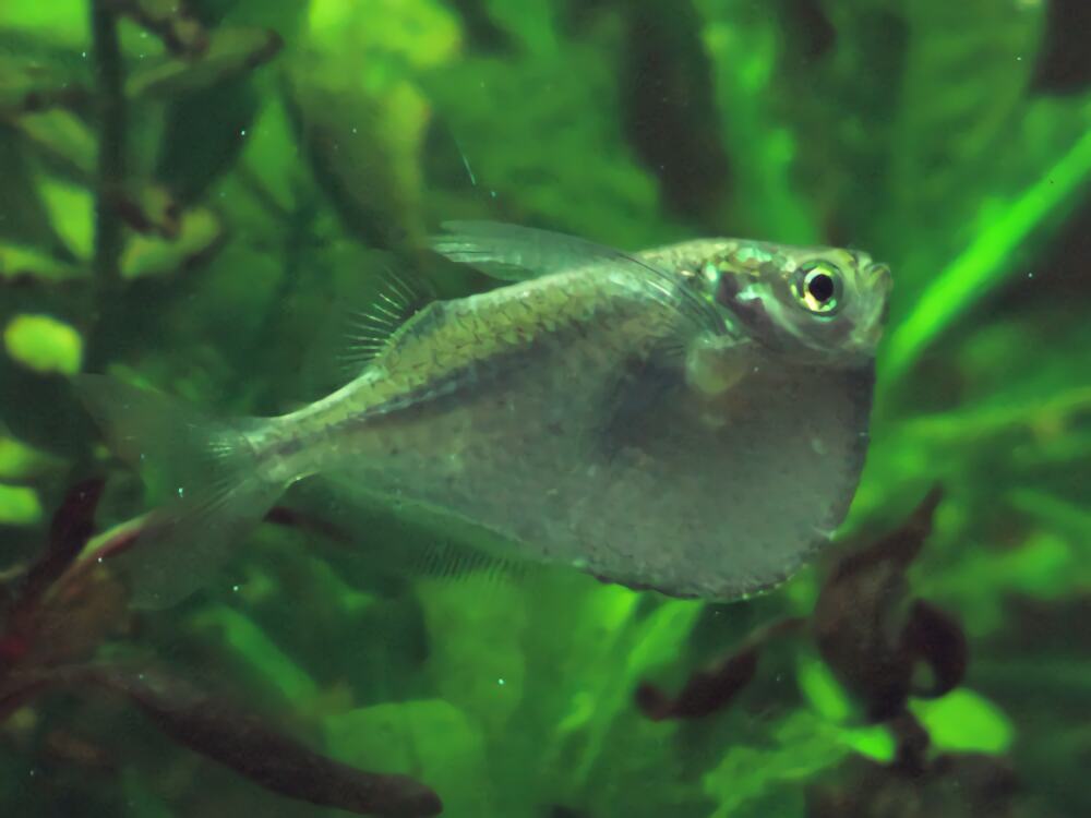 石斧鱼身份信息