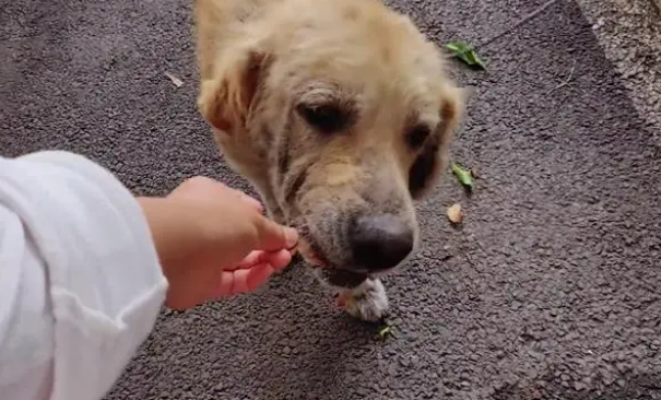 金毛犬,历经了多少磨难,才遇到一位愿意帮它的人!