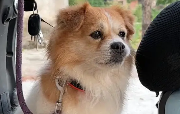 偶遇脏兮兮的流浪狗,脖子上还戴着项圈,救下后发现它早已失明