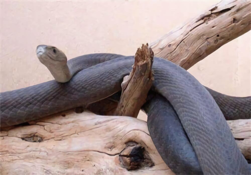 黑曼巴蛇身份信息