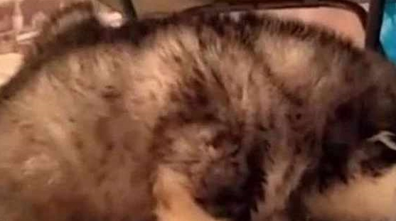 朋友送我只小阿拉,可能是一个披着狗皮的猪,我要破产了