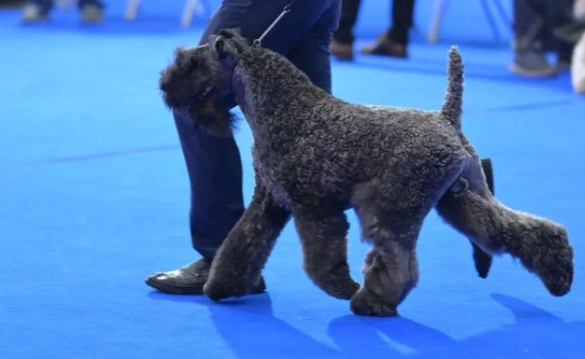 全球顶级犬展冠军花落中国繁育犬，中国犬再创佳绩！