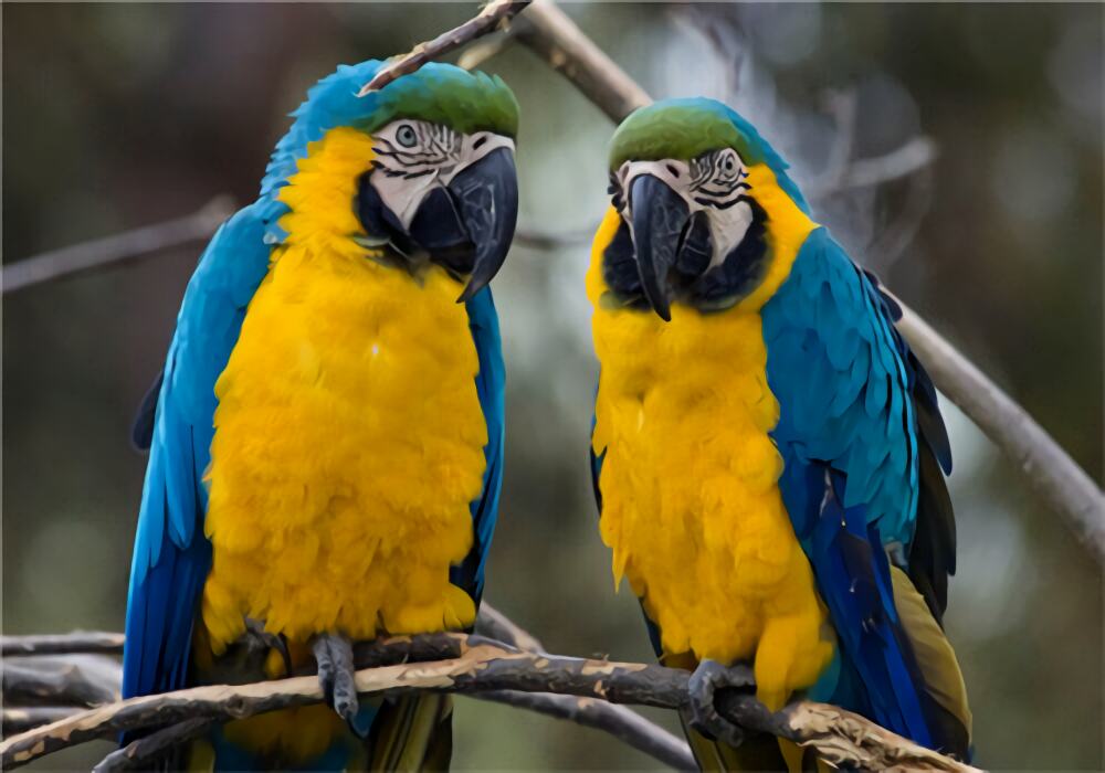 蓝黄金刚鹦鹉身份信息