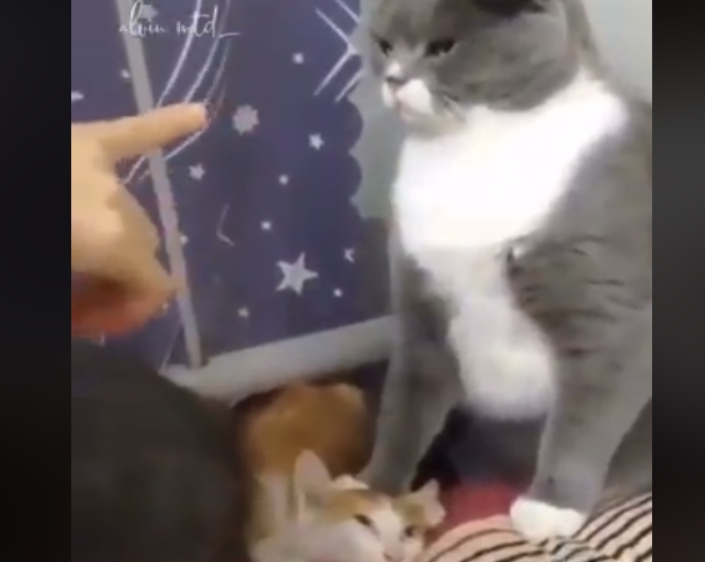 下马威让你知道谁是老大！ 小猫被霸凌幸好马麻来救场