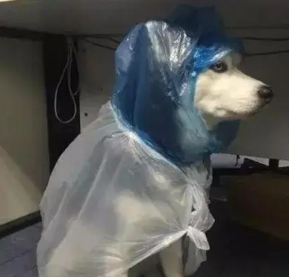 网友给哈士奇穿上自制雨衣,下一秒二哈怀疑狗生了,笑喷!