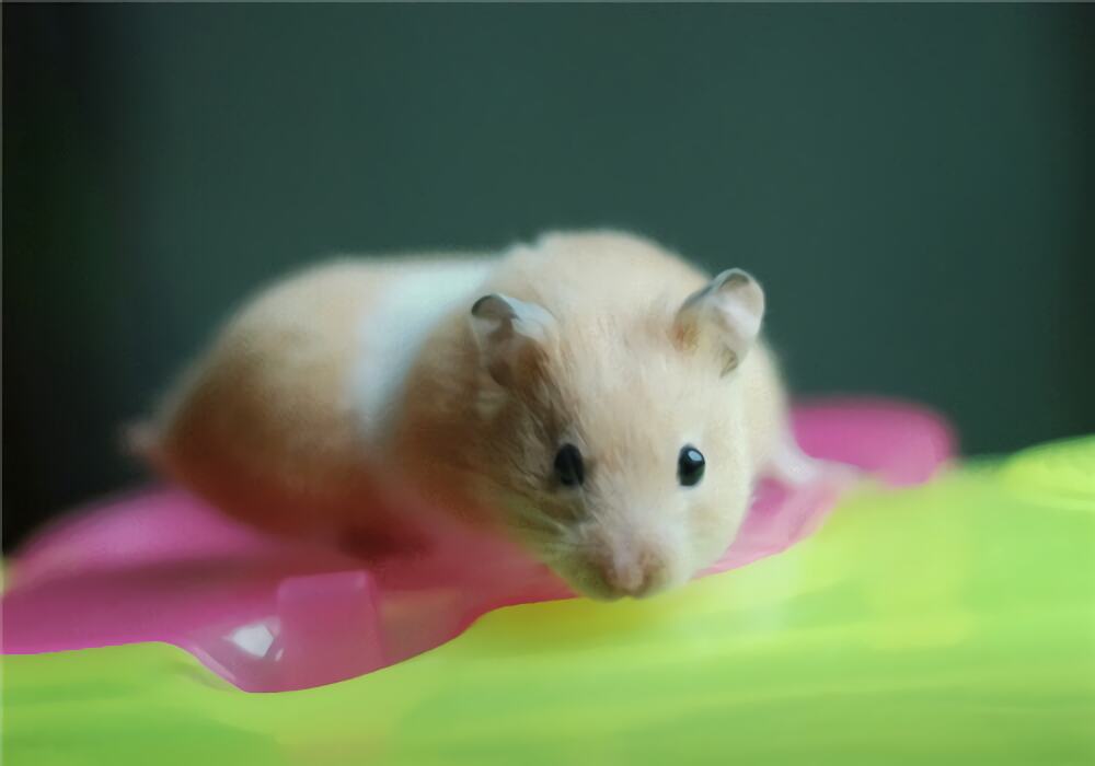 金丝熊身份信息