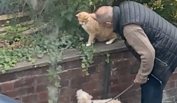 小狗狗要跟邻居家的大橘猫交朋友但没机会,主人在一旁给它神助攻